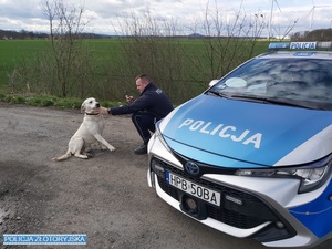 zagubiony pies i policjant przy radiowozie