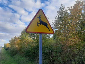 Uwaga na dzikie zwierzęta na drodze! Jesienią to szczególnie ważne