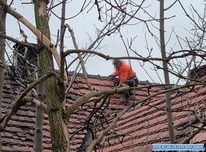 Poszukiwany uciekł na dach, a następnie na drzewo
