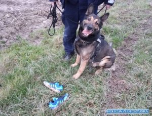 Policyjny pies, obok na trawie para butów sportowych marki adidas